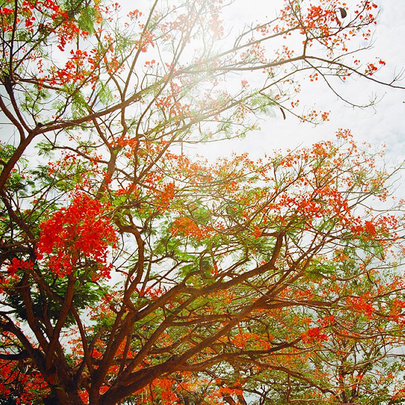 种桃种李种春风