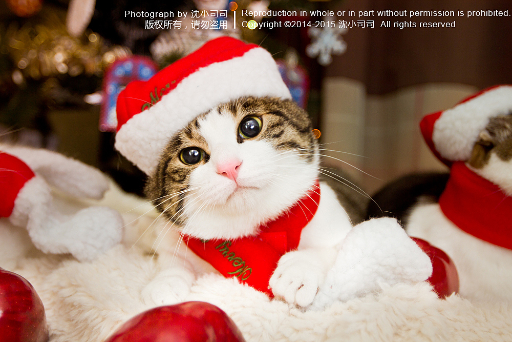 圣诞喵~（第一波）（图ZMjMwNDMwNDA=） - Pet Photography - 站酷设计师司司Yokey原创素材 - 站酷ZCOOL