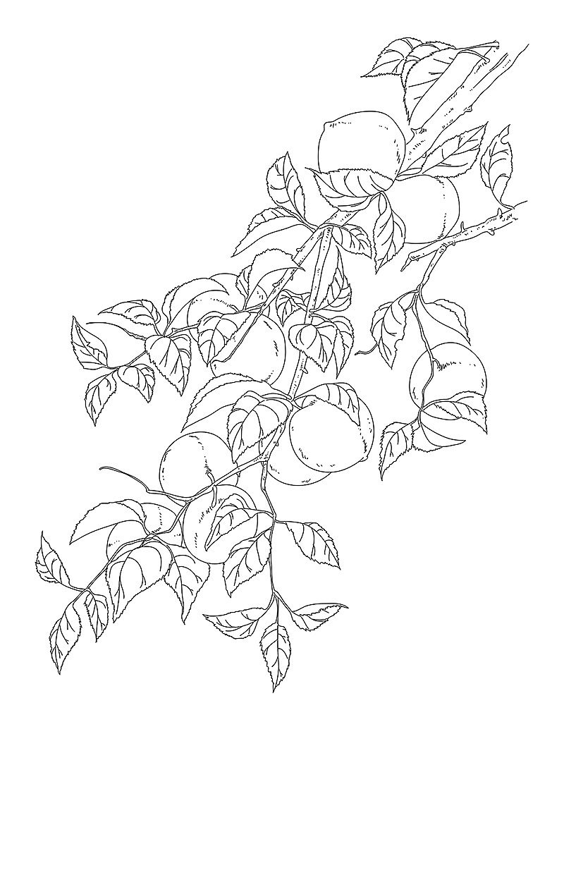 【食物绘画】古风水果