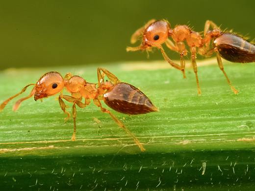 一组2mm左右的小蚂蚁