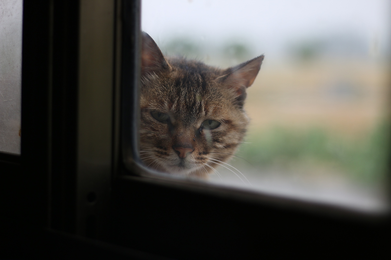 中华田园猫（图ZNTgzOTUxMDg=） - 宠物摄影 - 站酷设计师JC王大青原创素材 - 站酷ZCOOL