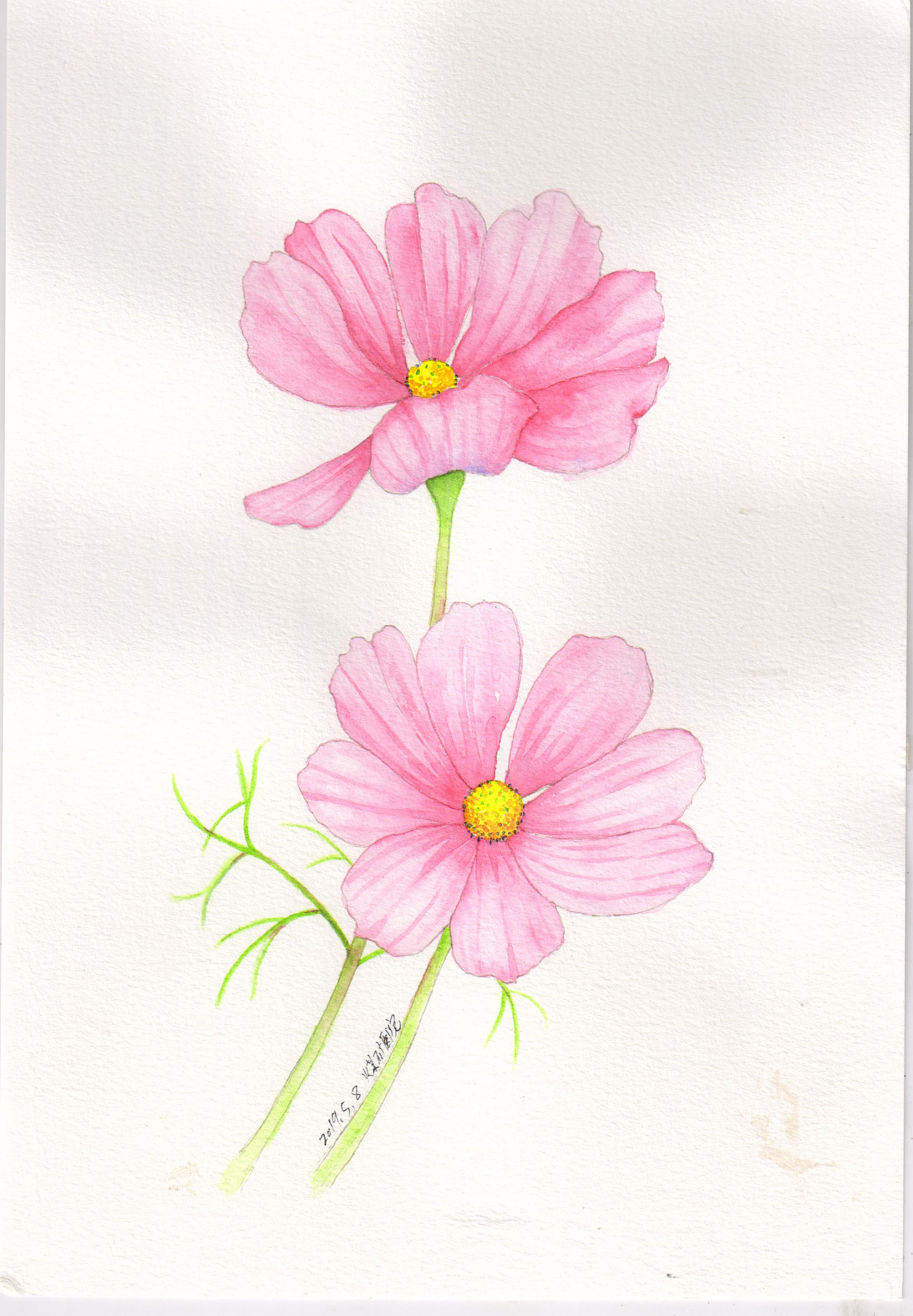 每周一画-波斯菊