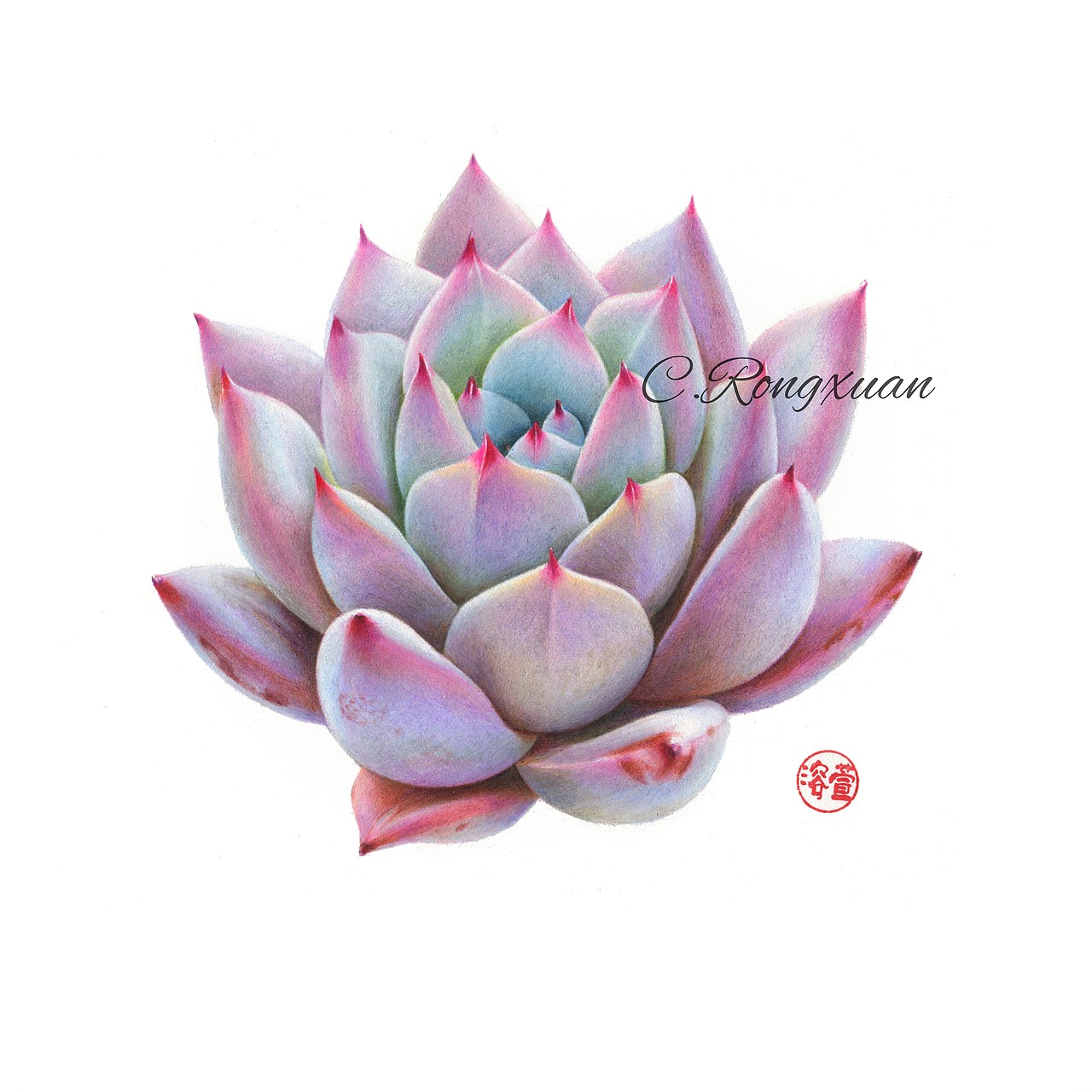 【溶萱彩铅】多肉卡罗拉（图ZOTkzMTI2NzY=） - 绘画 - 站酷设计师溶萱原创素材 - 站酷ZCOOL
