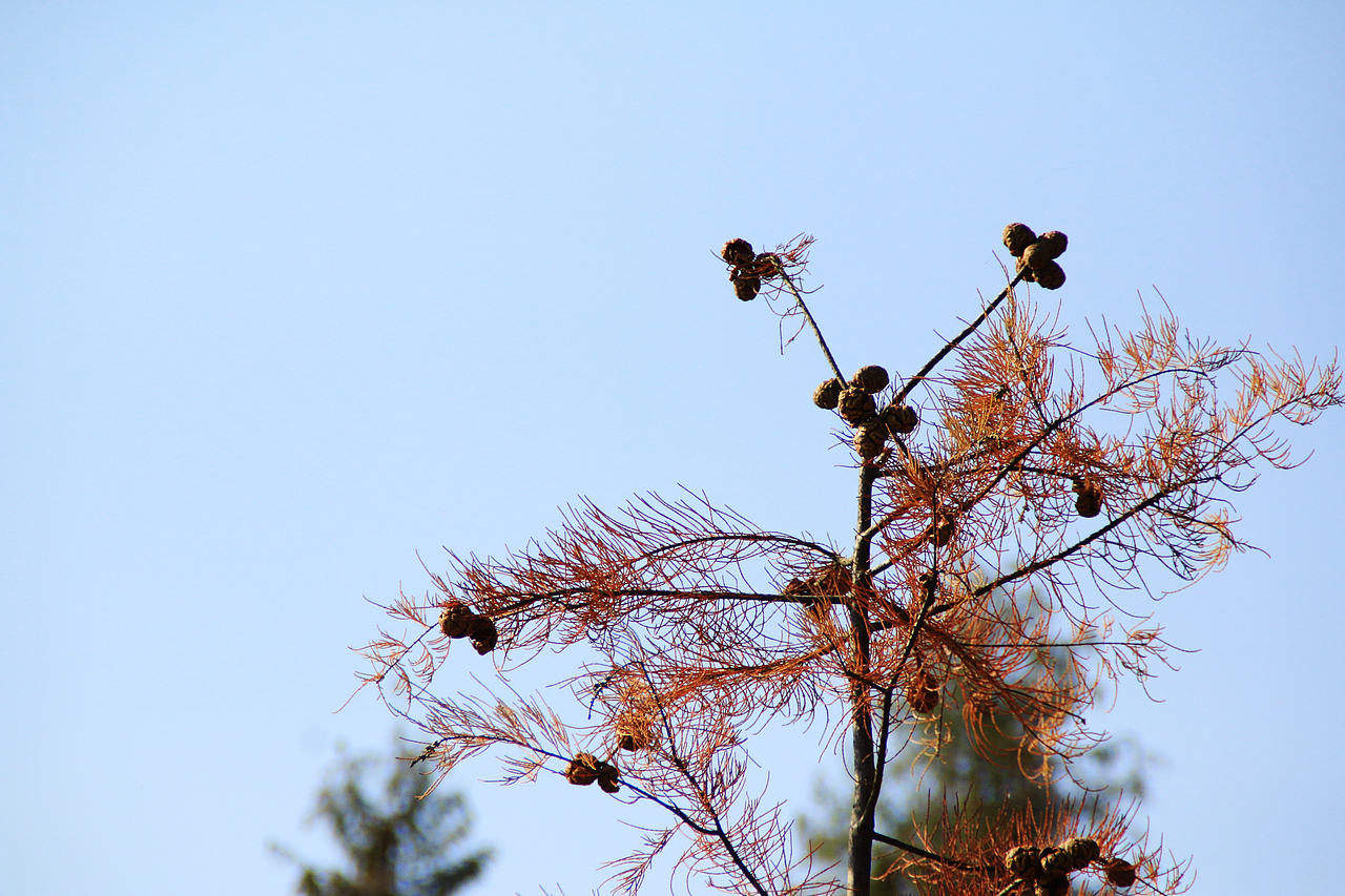 崇明西沙湿地（图ZNjUyODA0MTI=） - 风光摄影 - 站酷设计师1174337661原创素材 - 站酷ZCOOL