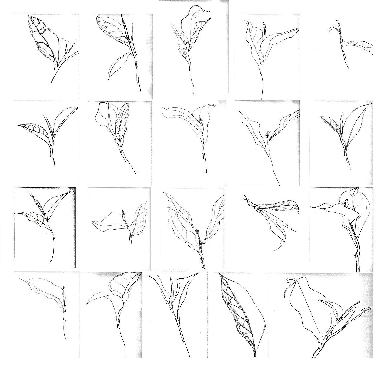 一家新的品牌茶vi设计（图ZNjQ2MTY2ODg=） - 品牌 - 站酷设计师子非乌鸦原创素材 - 站酷ZCOOL