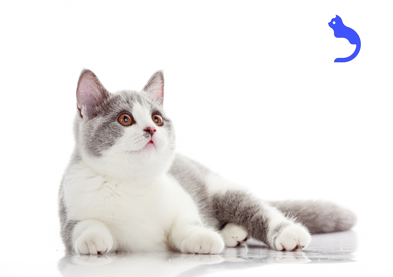 彼一叻品牌包装设计（图ZMjQ2NTg0MzM2） - 品牌 - 站酷设计师国昊原创素材 - 站酷ZCOOL