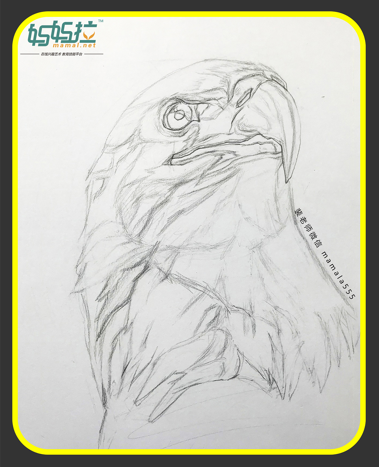 Bald Eagle Flying Sketch Original Graphite Pencil Dra - vrogue.co