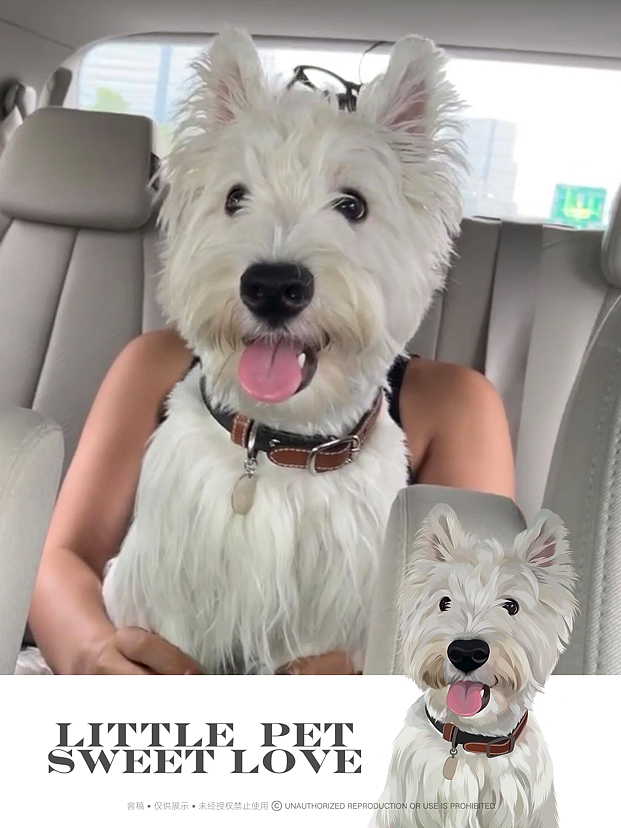 宠物画像|宠物周边