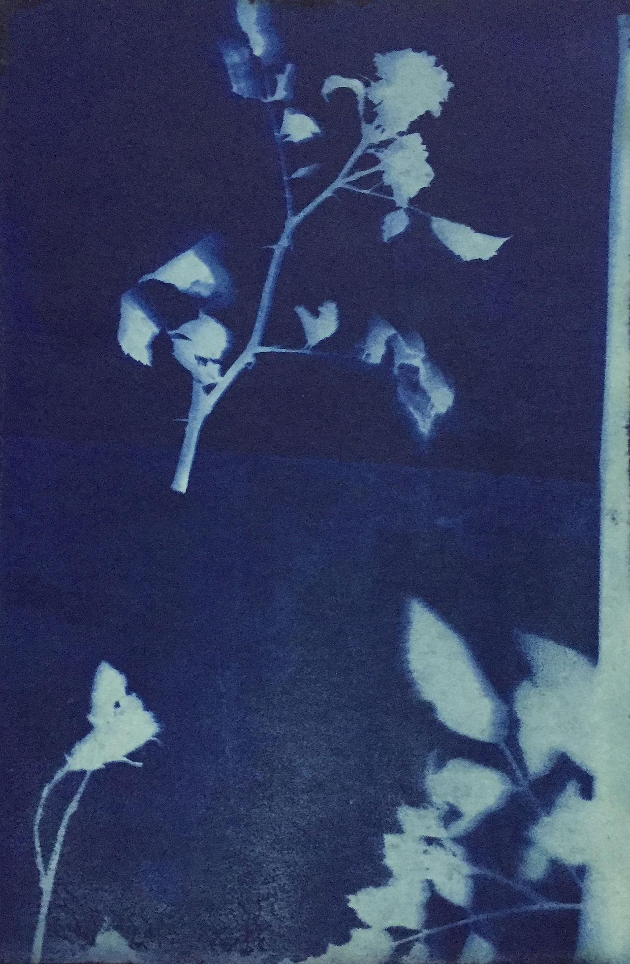 Cyanotype 蓝晒（图ZNTgyMTIxMTY=） - 图案 - 站酷设计师fangfangzhou原创素材 - 站酷ZCOOL