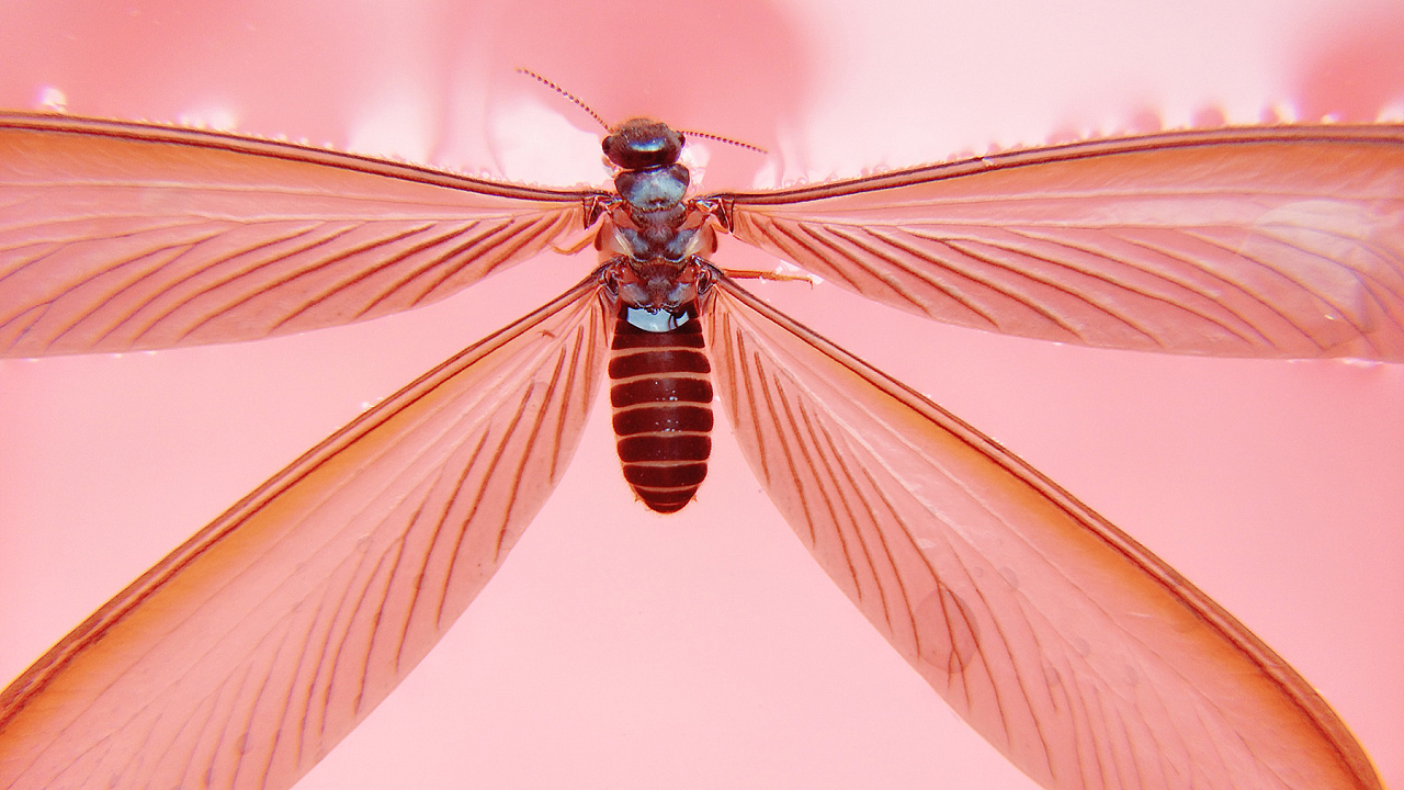 微距系列3——涨水飞蛾