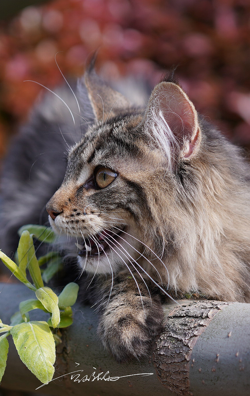 缅因库恩猫（图ZMjUyNzg1NDk2） - 宠物摄影 - 站酷设计师YBYDDD原创素材 - 站酷ZCOOL