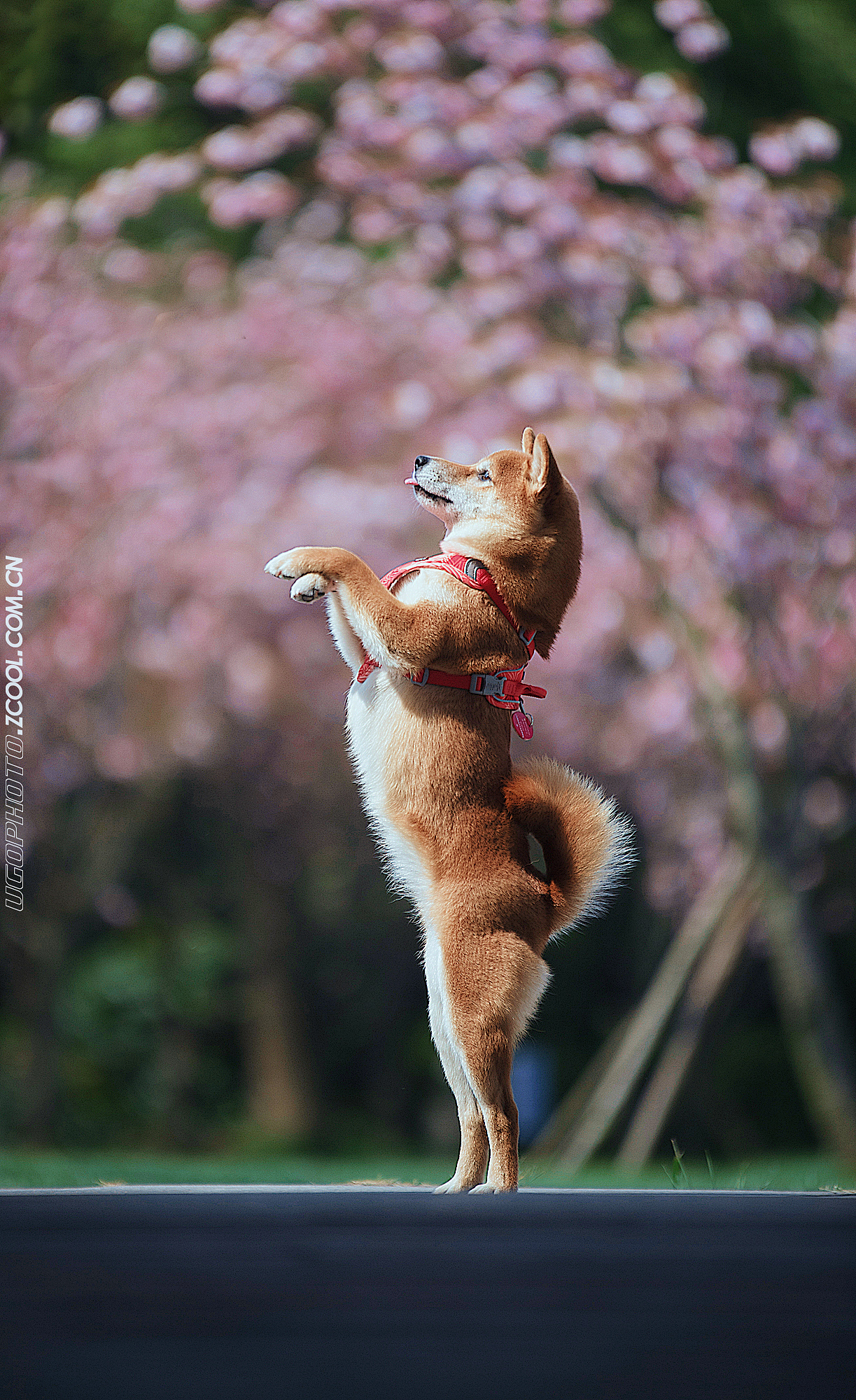 keep u style姿态【动物摄影师何某某个人作品27】