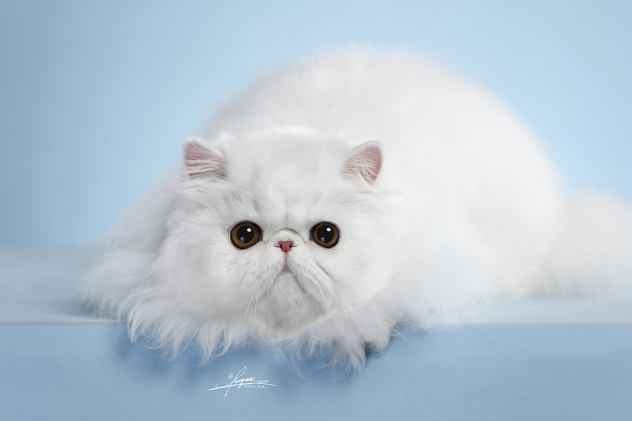 波斯猫
