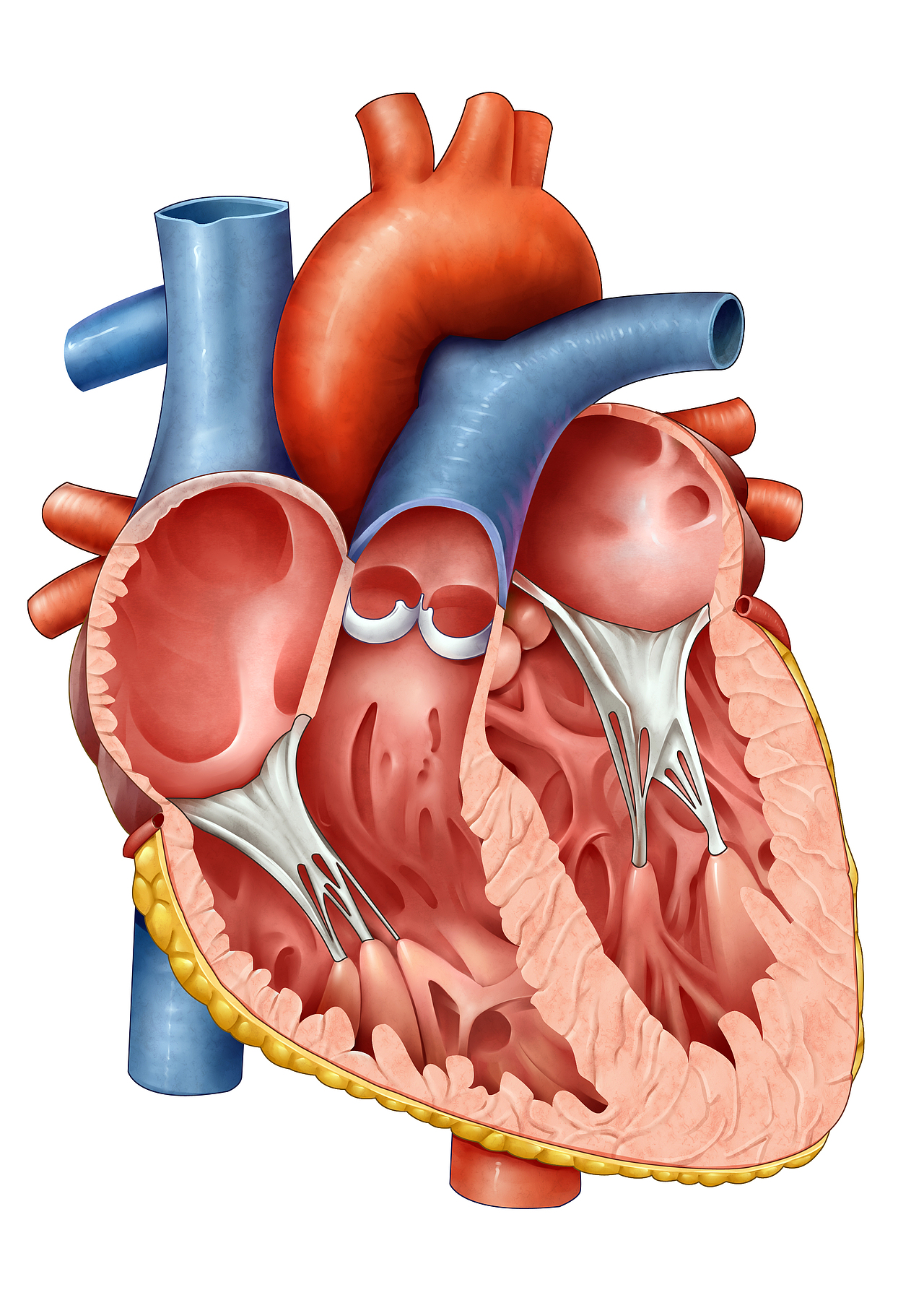 醫(yī)學(xué)插畫(huà)（圖ZMzIzMDc5MDcy） - 概念設(shè)定 - 站酷設(shè)計(jì)師自由插畫(huà)師原創(chuàng)素材 - 站酷ZCOOL