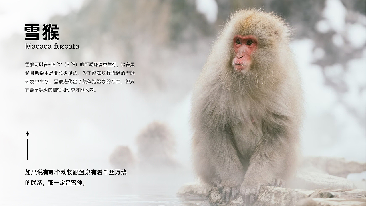 【IP形象设计】某生态商圈IP形象创作