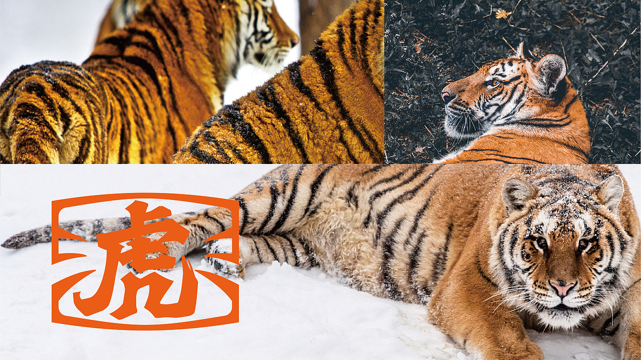 虎烤官东北烧烤-品牌全案丨VI