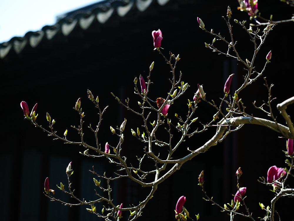 紫金庵里800年的玉兰树