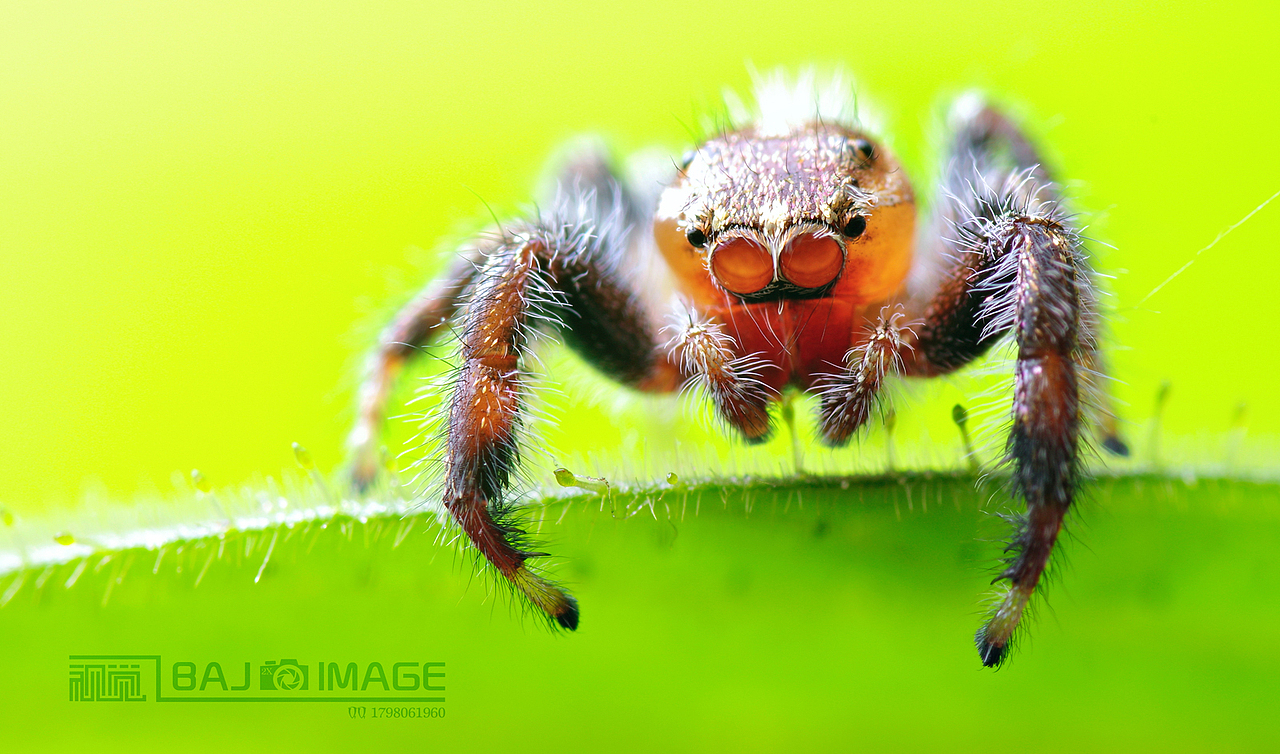 微距各种萌,各种帅,萌萌哒小猪猪