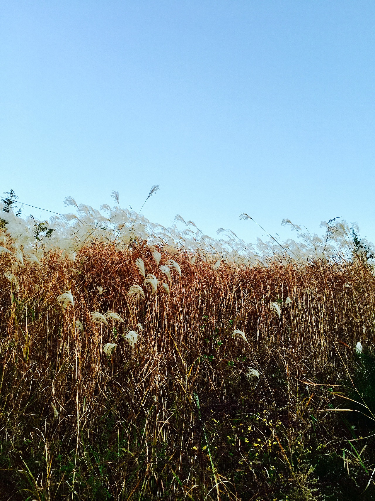 2015年11月中旬,家乡的小山头