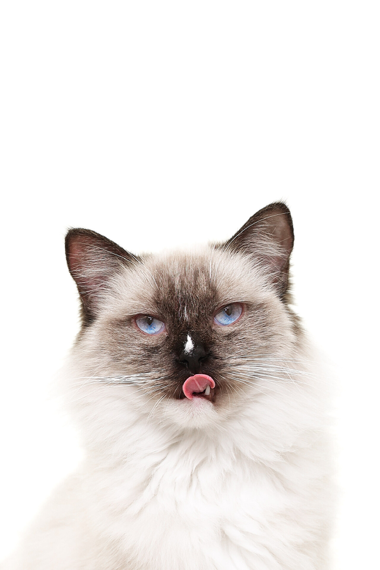 可爱白色萌猫吐舌头安卓壁纸 - tt98图片网