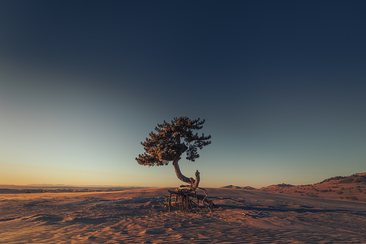 坚强 br>沙漠中坚强的树,坚毅的矗立着,根部外漏,外人只看到了他坚强