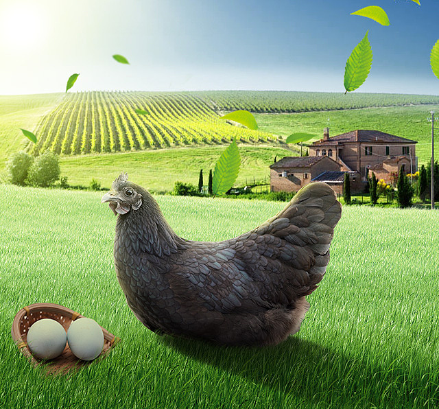 农产品鸡蛋绿壳鸡蛋农业海报详情钻展乡村风