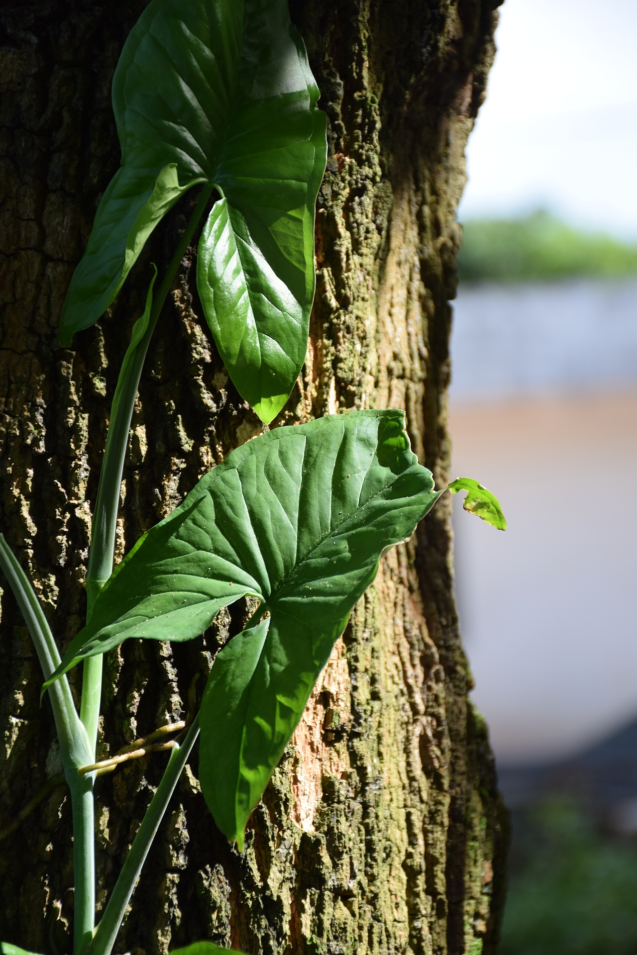 我言秋日胜春朝（图ZOTMyNjAyODg=） - 风光摄影 - 站酷设计师Journey闪原创素材 - 站酷ZCOOL