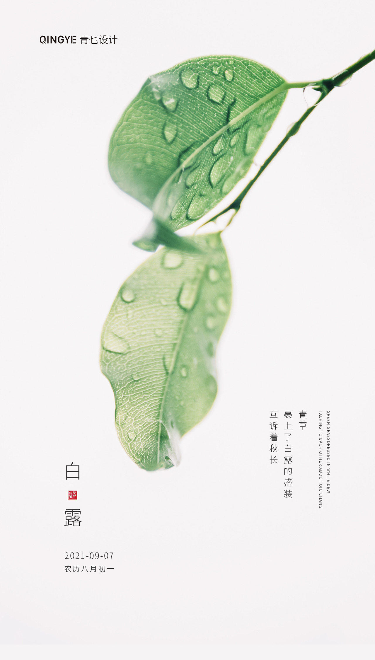 白露节气海报合集