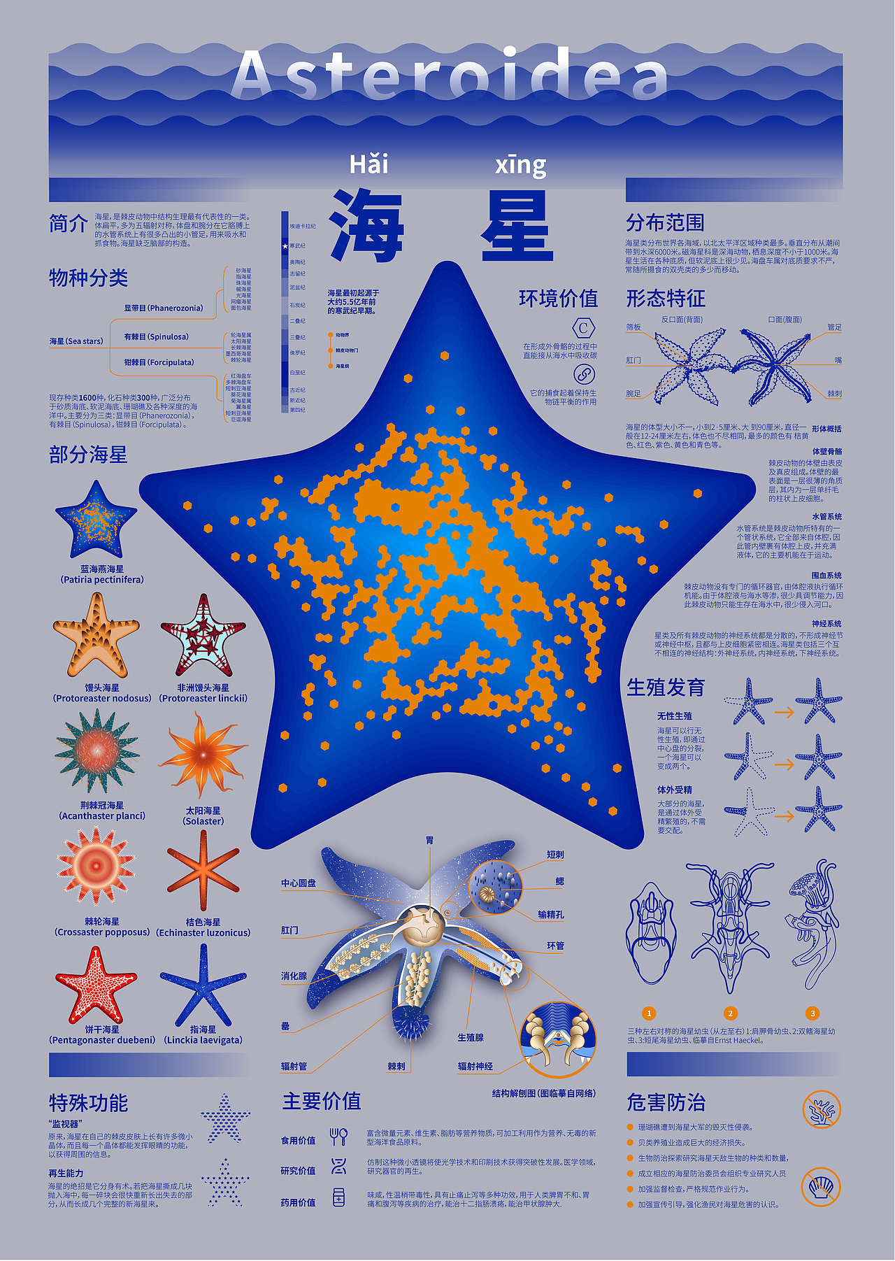 海洋生物科普信息图表|平面|信息图表|杨得得 - 原创作品 - 站酷