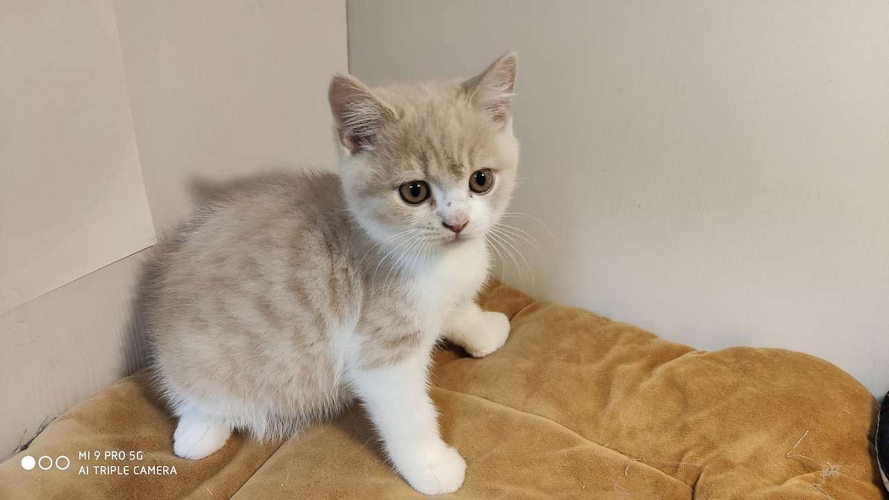 原创作品摄影宠物摄影乳白色英短乳白猫咪橘猫猫舍英短