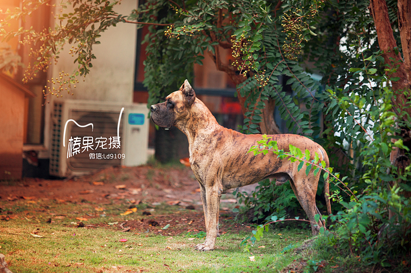 大丹犬（图ZMzUzOTk1ODA=） - 宠物摄影 - 站酷设计师向镜原创素材 - 站酷ZCOOL