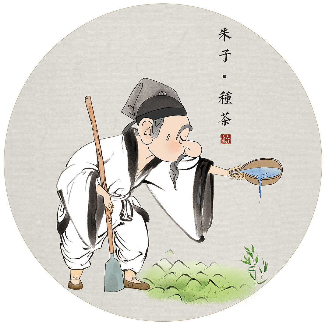 白茶制作过程插画