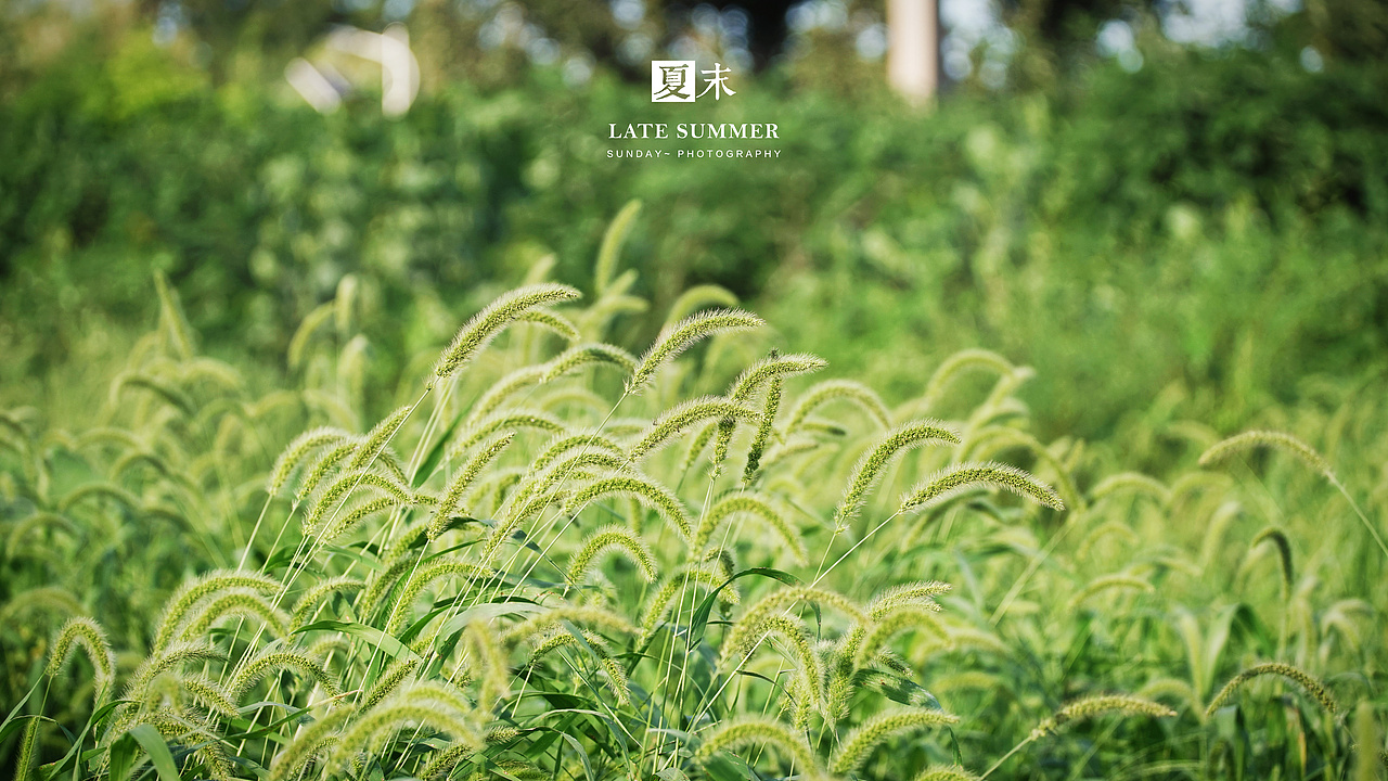 夏末秋初，荷塘印象（图ZODgwMzY1Mjg=） - 风光摄影 - 站酷设计师sunday00love原创素材 - 站酷ZCOOL