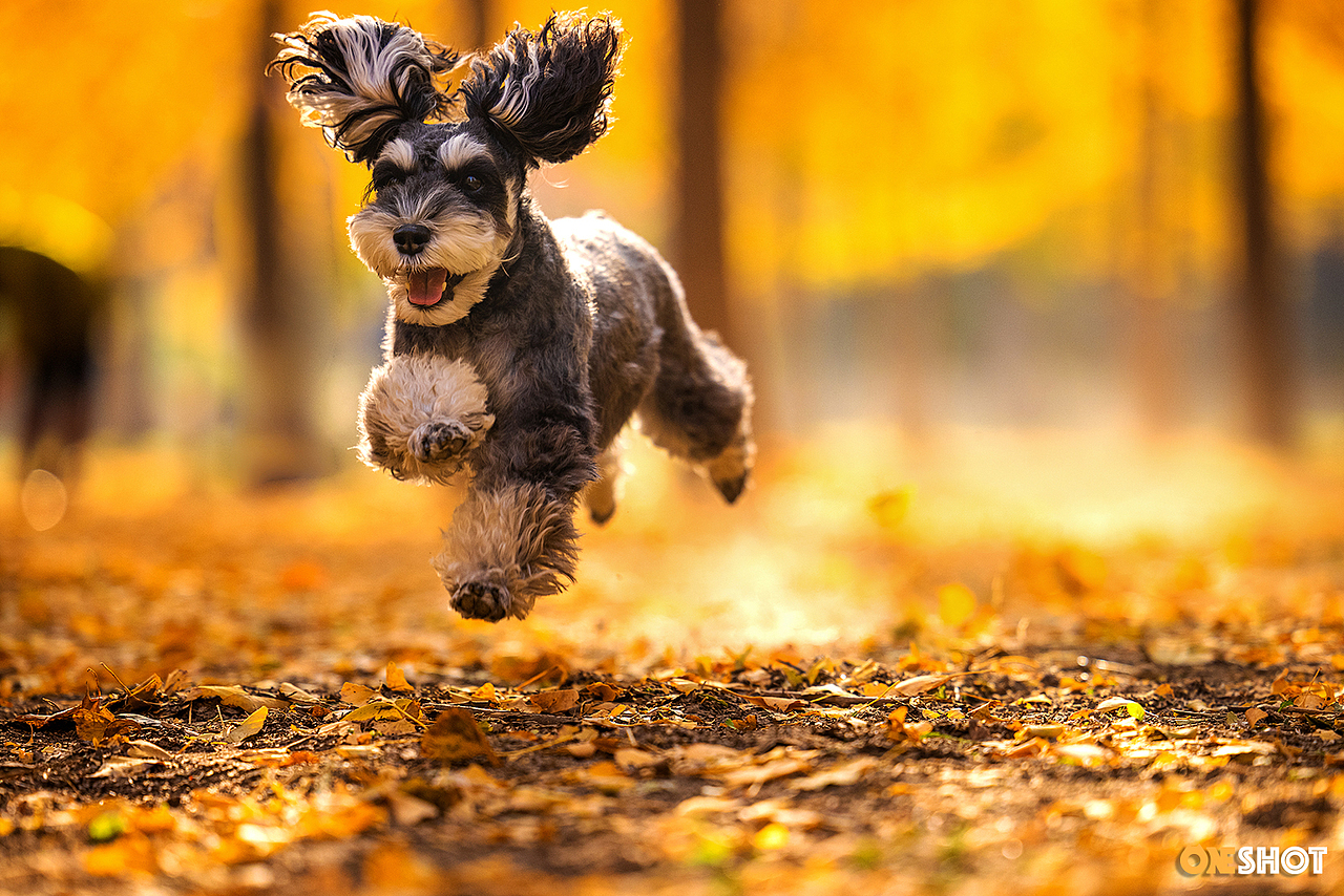 北京的秋天太美了