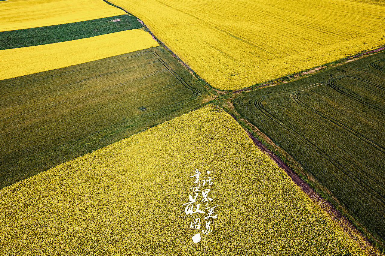 昭苏也被喻为中国油菜花之乡