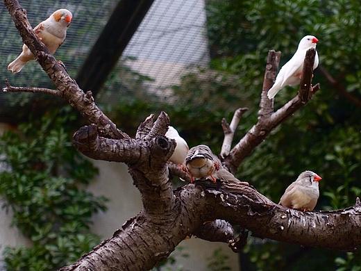 动物-鸟（个人主页-ZMzg0ODQ1NDA=） - 宠物摄影 - 站酷设计师PJHubs原创素材 - 站酷ZCOOL