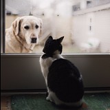 大炮PPao的头像