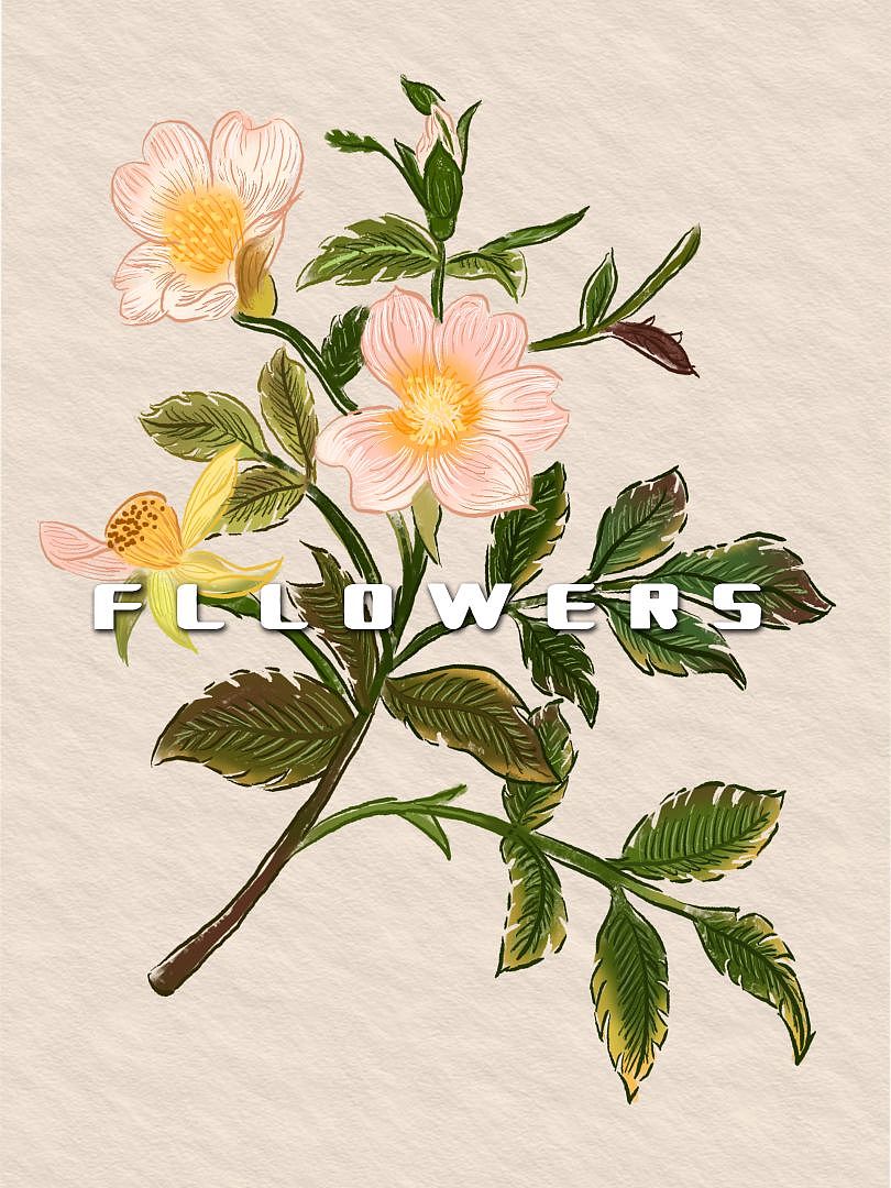 给你一支小花花（图ZMzY3MTcwMDUy） - 艺术插画 - 站酷设计师夏夏子语禅蝉原创素材 - 站酷ZCOOL