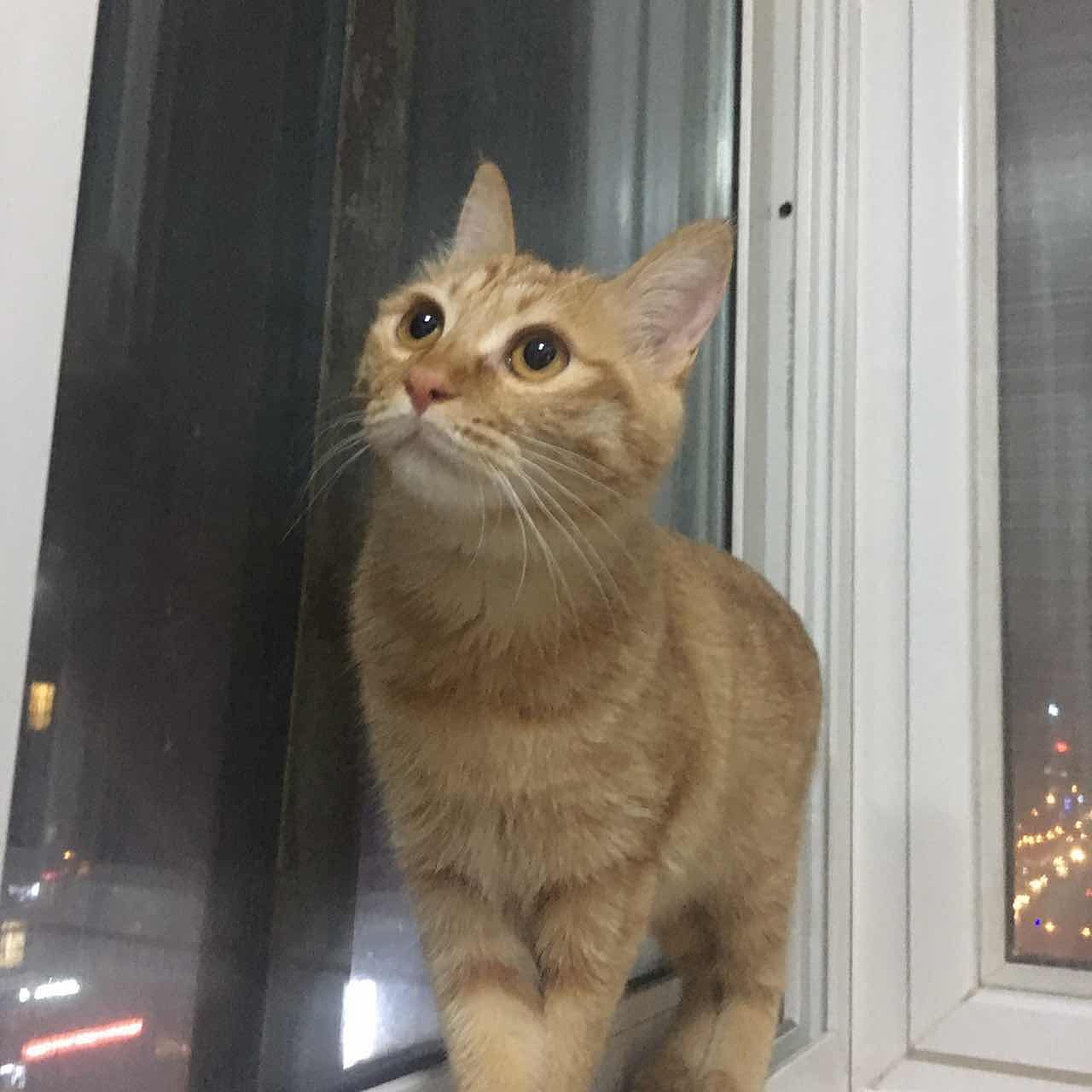 菜刀眼黄豆芽的日常（图ZODEwMzc0MjQ=） - 宠物摄影 - 站酷设计师violasean原创素材 - 站酷ZCOOL