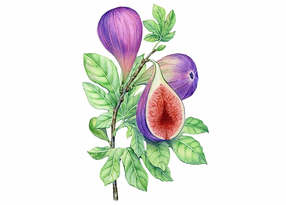 少女风水彩（图ZMTY0NzUxMzgw） - 艺术插画 - 站酷设计师秋蜜儿原创素材 - 站酷ZCOOL