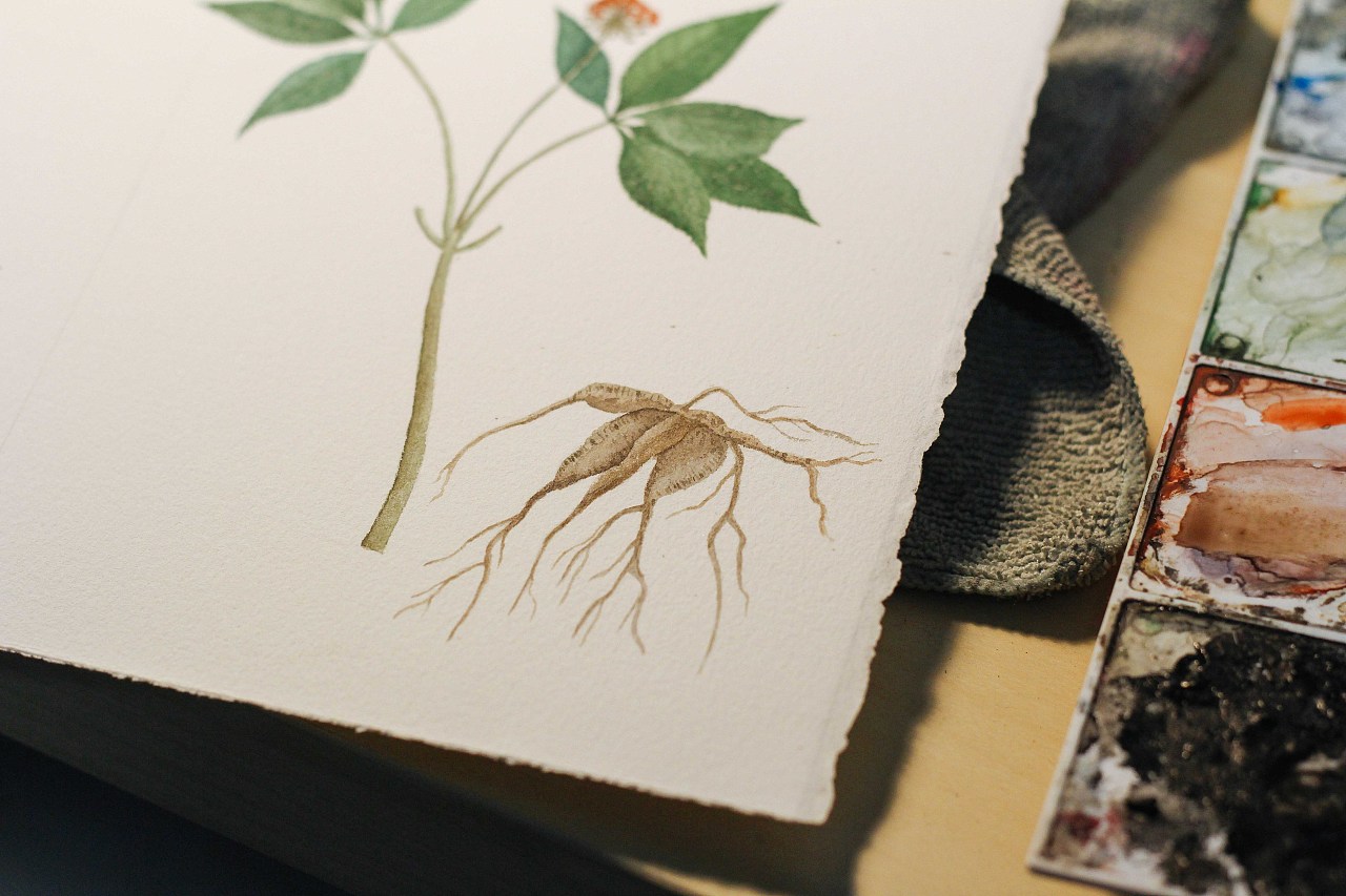 水彩药材——三七