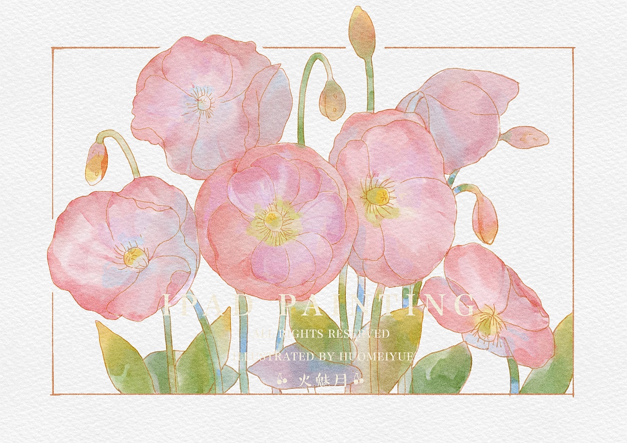 ipad水彩花卉之虞美人