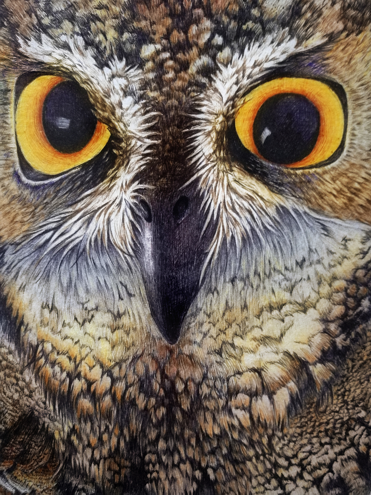 猫头鹰圆珠笔画