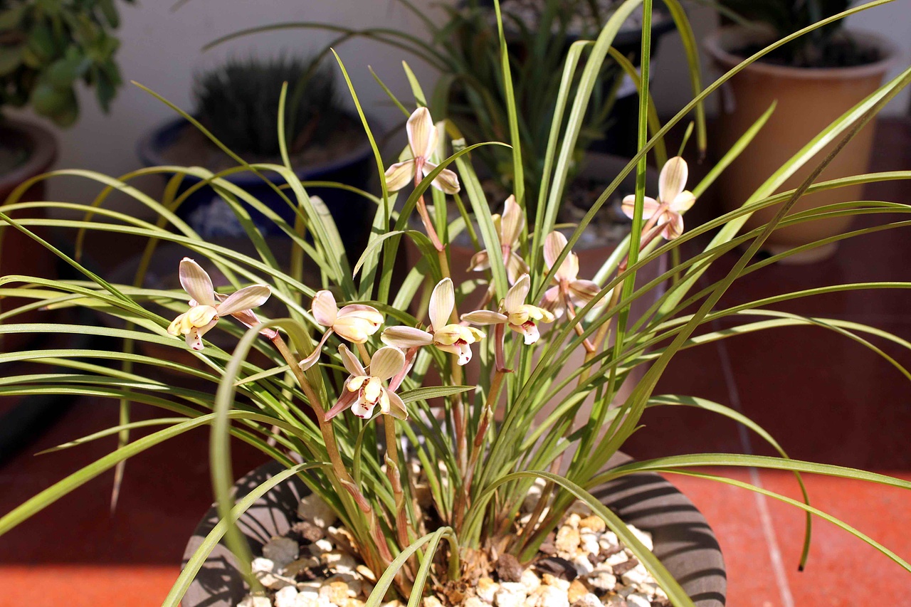 【莲瓣兰】滇梅