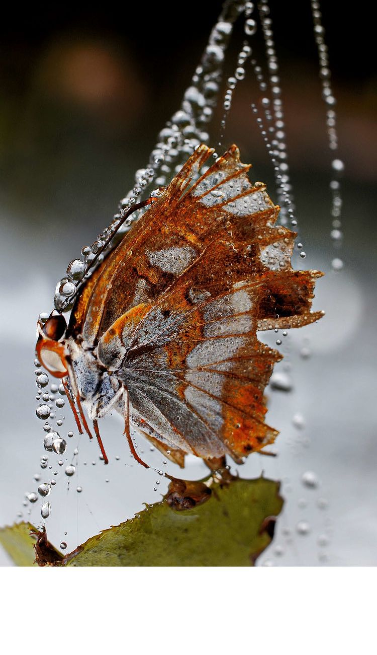 【生态摄影】世界渺小到让你只想溫柔相待