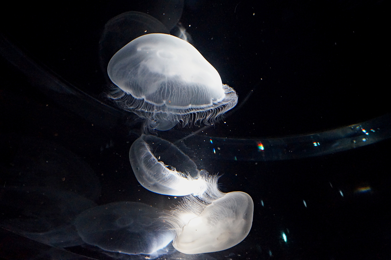 银河水母,真的超级漂亮