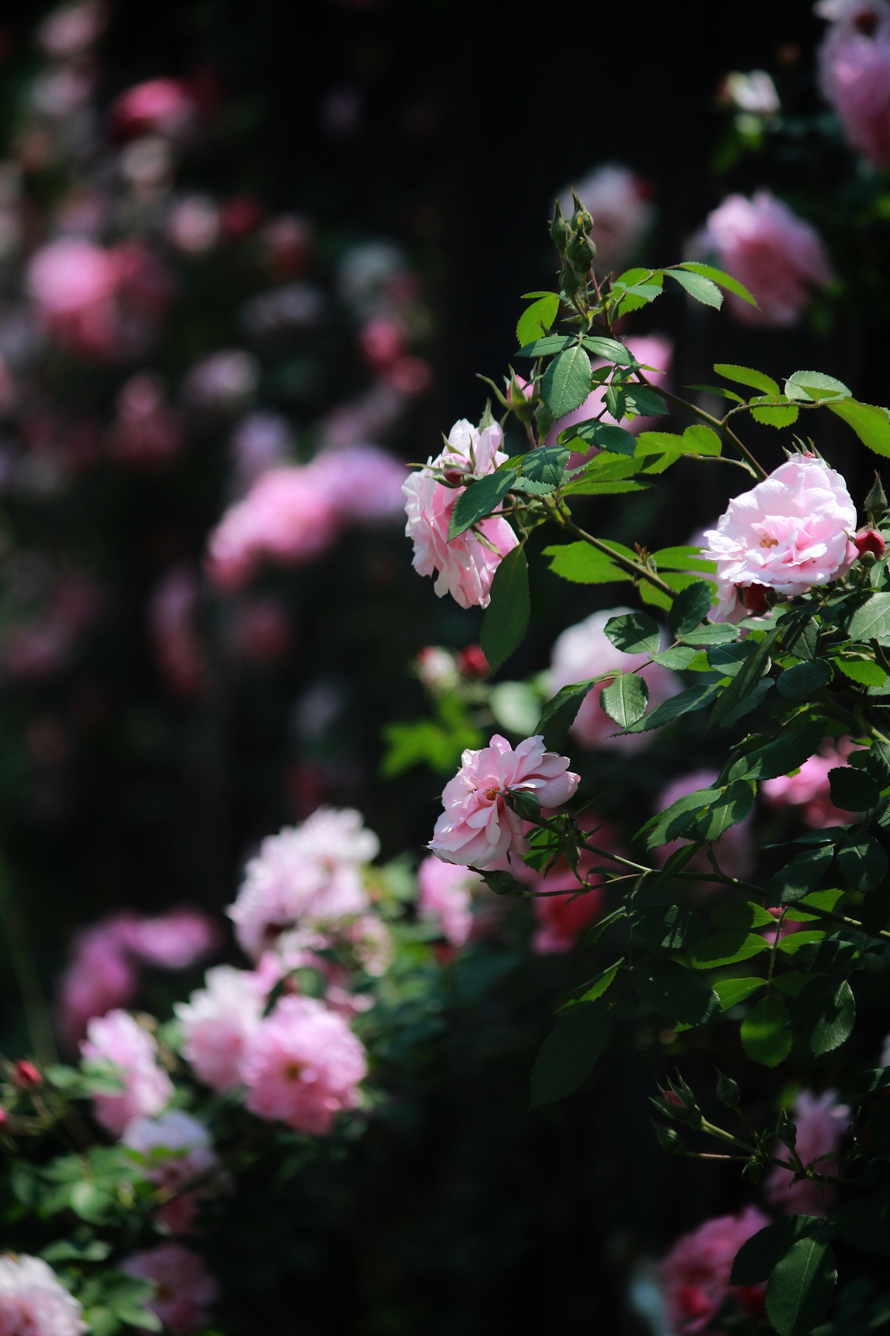 蔷薇花|摄影|风光摄影|摄影师小楠_原创作品-站酷zcool