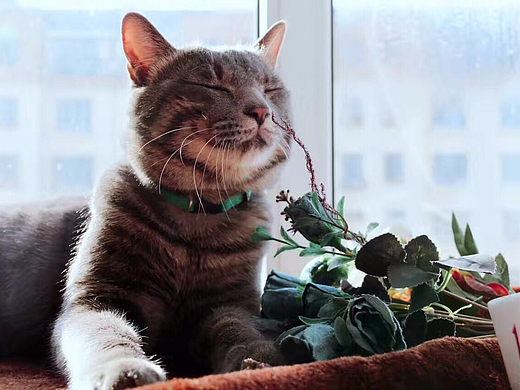 拍自家猫咪，纯属娱乐（个人主页-ZMjM5ODc2MDQ=） - 宠物摄影 - 站酷设计师会发光的毛驴原创素材 - 站酷ZCOOL