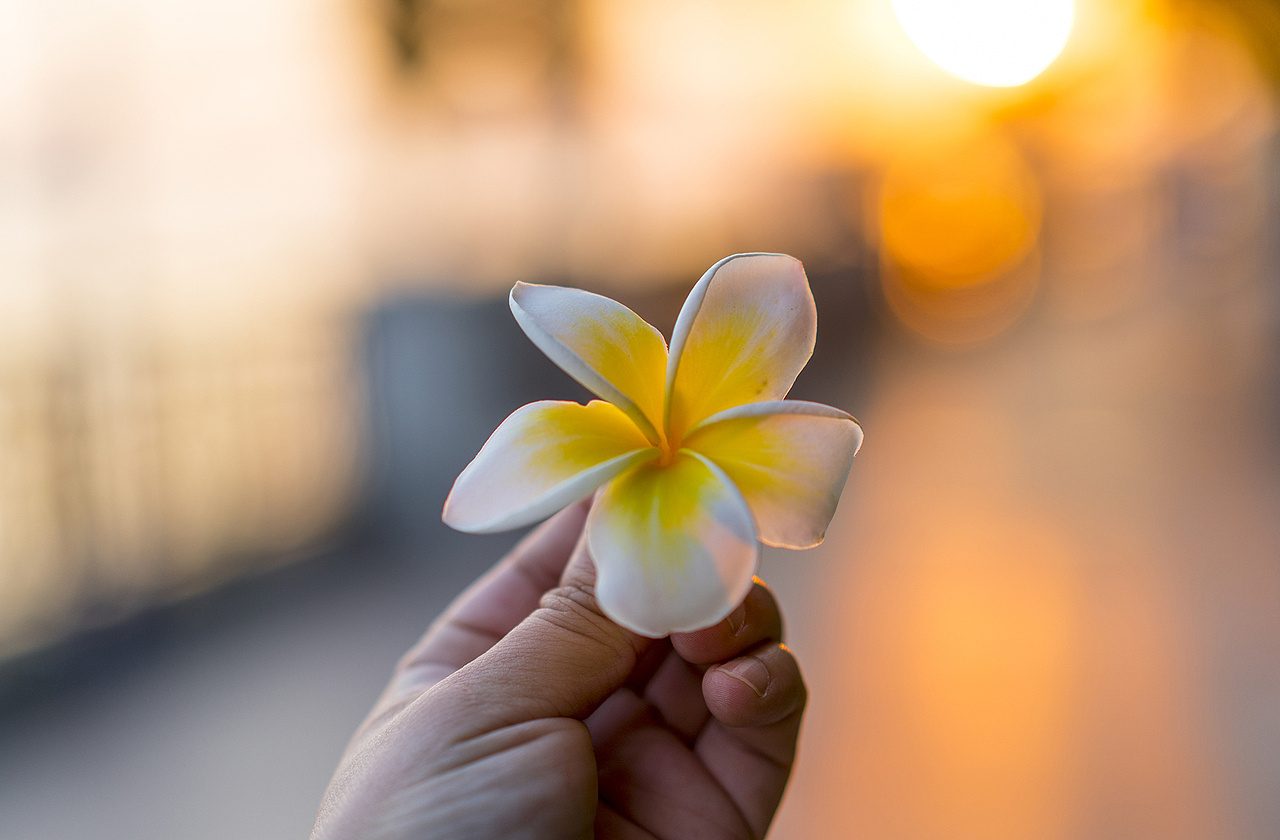 黄昏下的鸡蛋花（图ZMTE1NjkyMjQ0） - 产品摄影 - 站酷设计师明原创素材 - 站酷ZCOOL