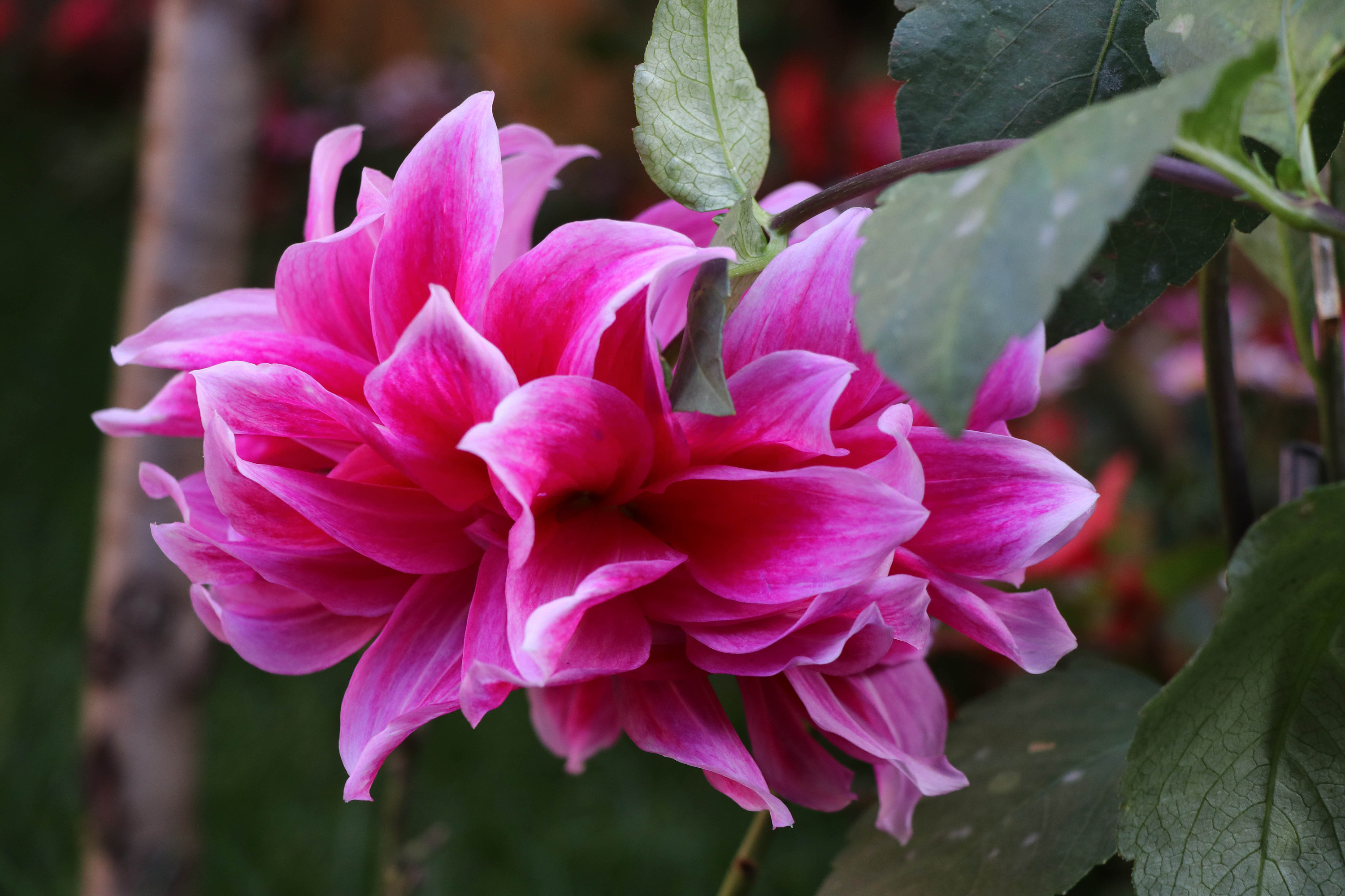 印象《丽江花卉》